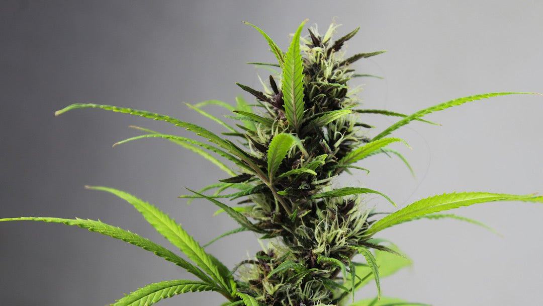 CBD in der Kosmetik: Revolution oder Hype?
